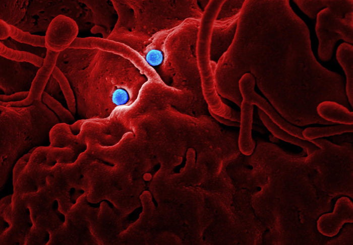 Close-up view of a microscopic cellular structure with blue and red components.